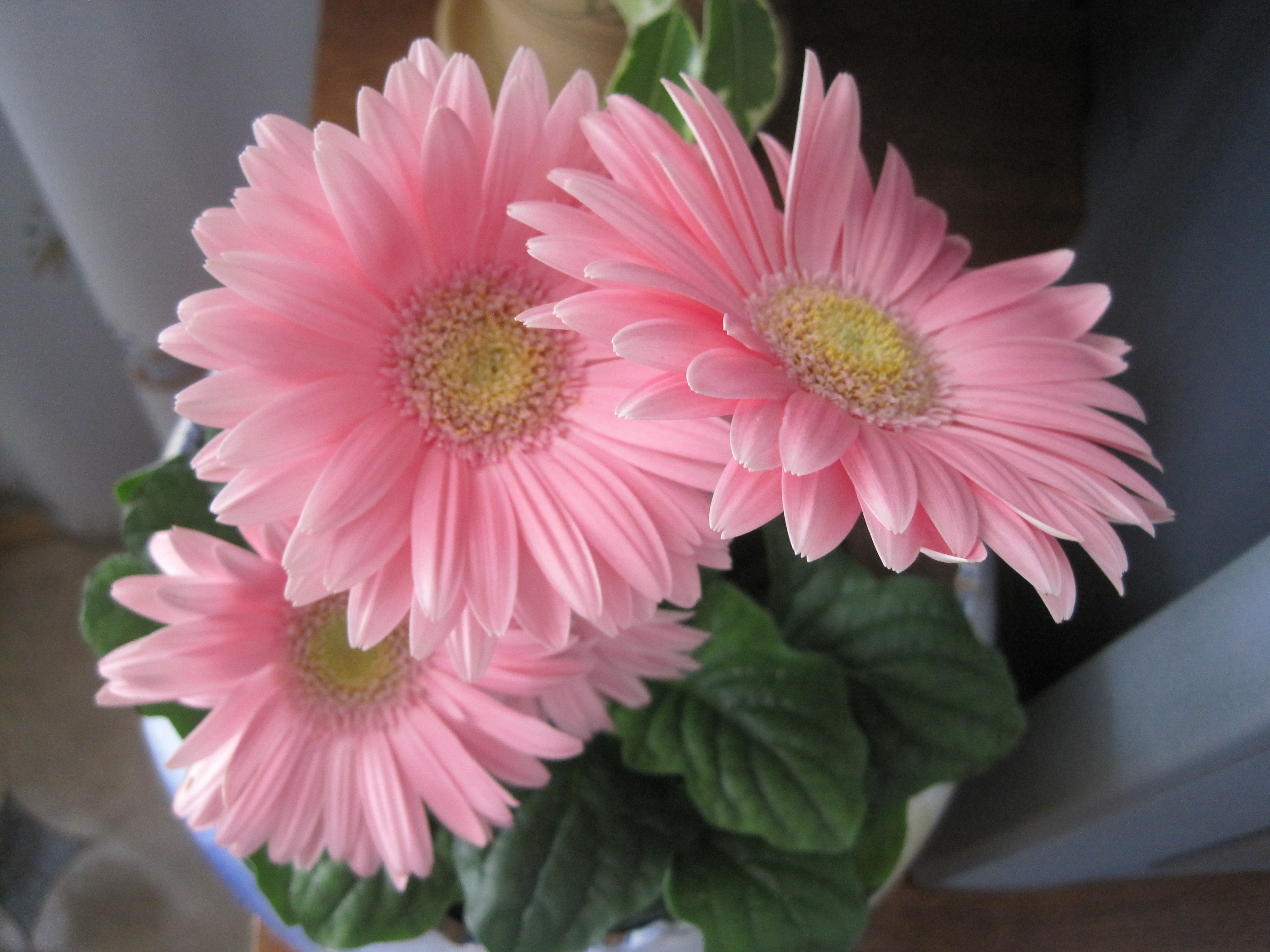 Pétalas delicadas de gerbera rosa