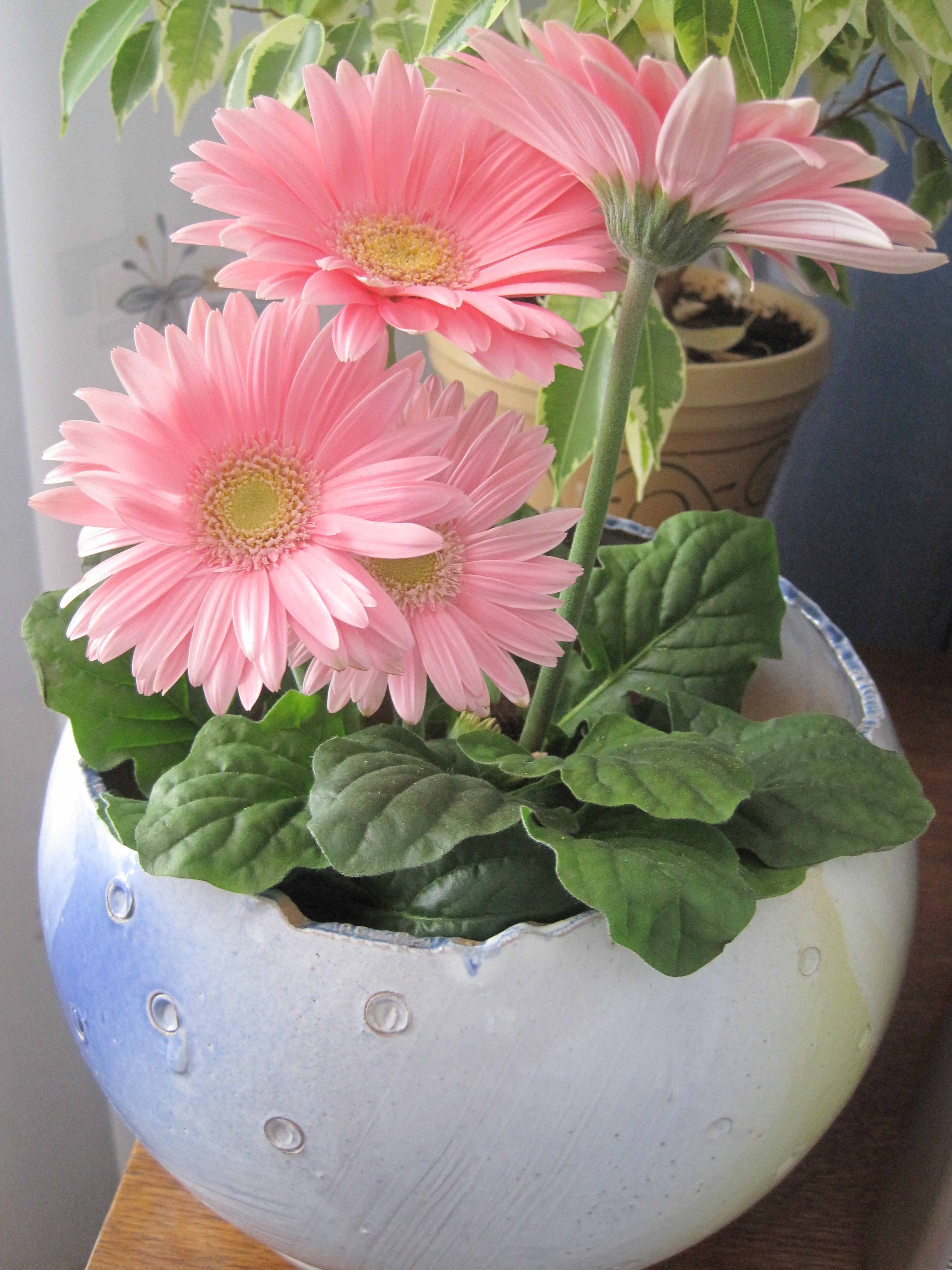 Gerbera rosa interna