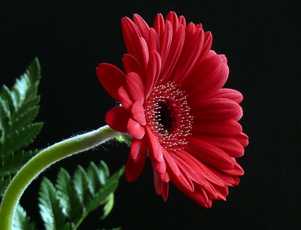 Ryškiai raudona gerbera