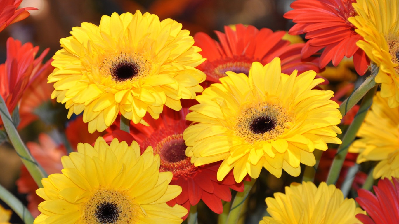 Parlak gerbera buketi