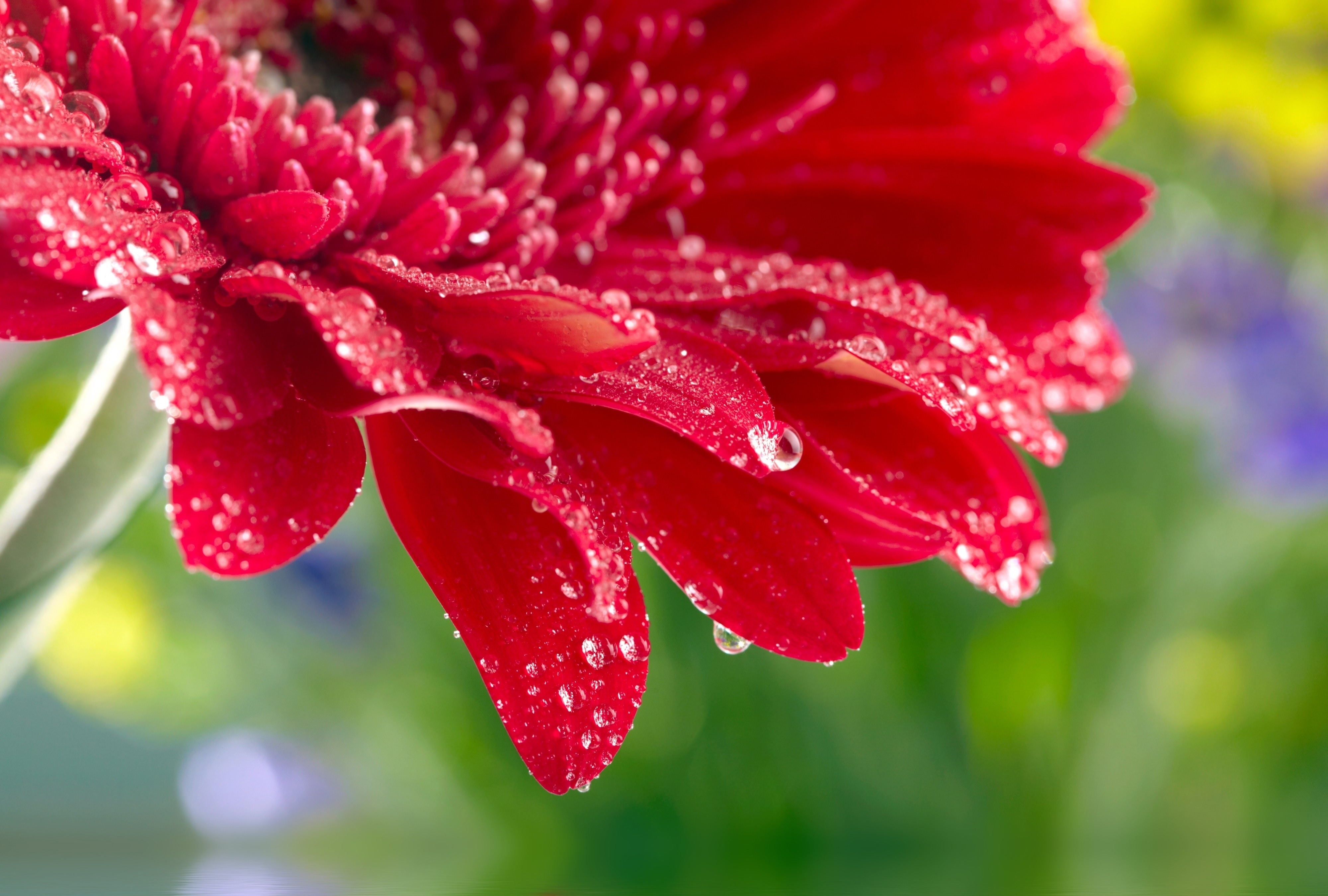 Linda foto de uma gerbera vermelha