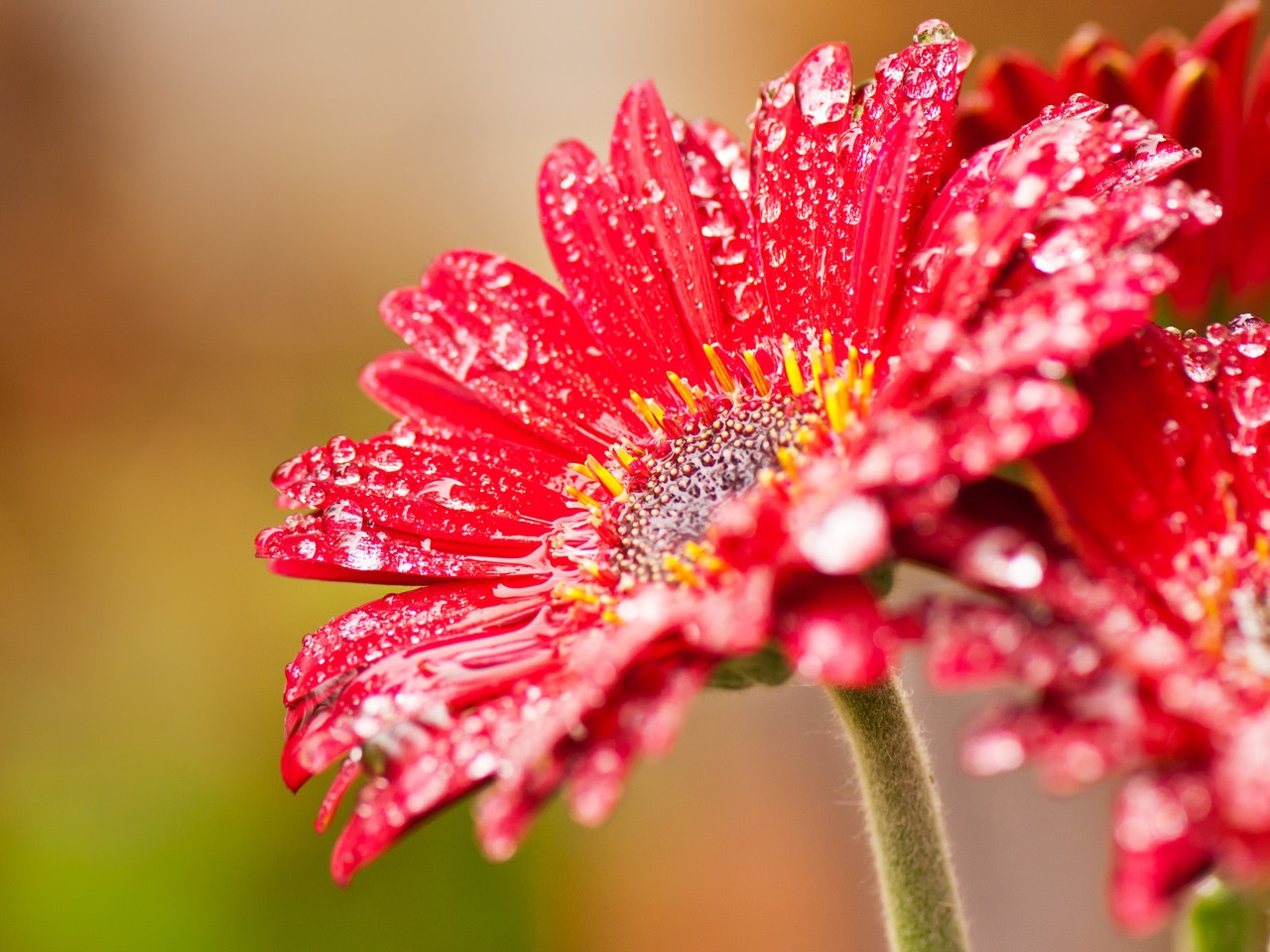 Gerbera'nın muhteşem fotoğrafı