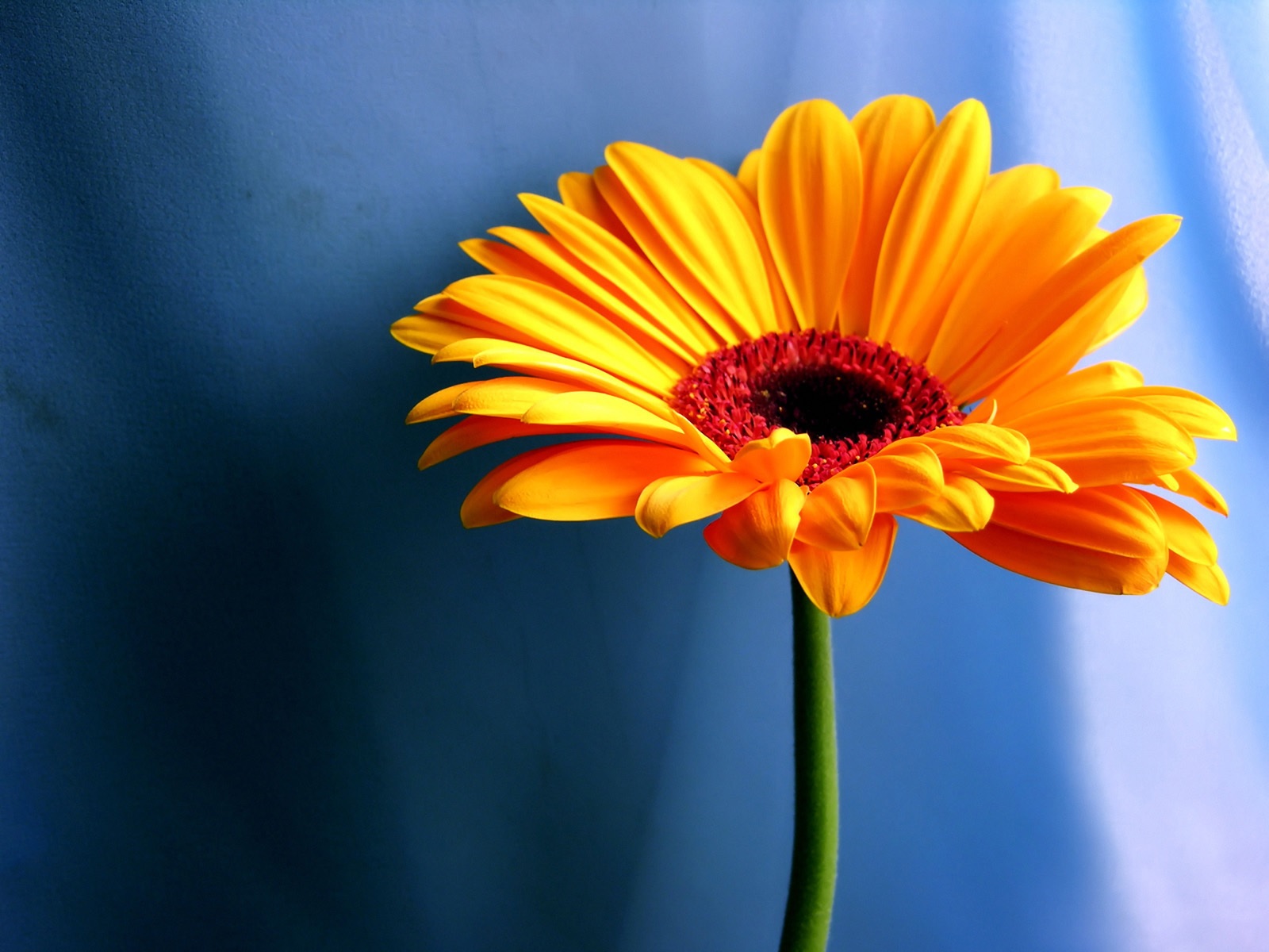 Flor gerbera amarela