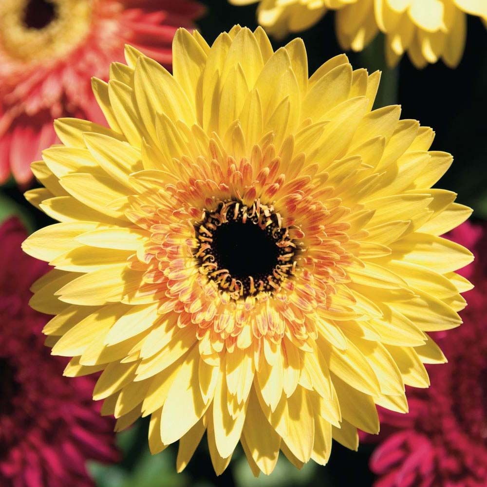 Flor amarela com centro escuro