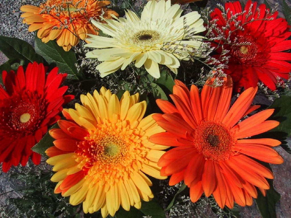 Várias gerberas multicoloridas em um buquê