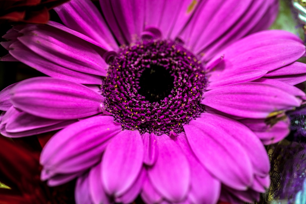 Bir gerbera çiçeği üzerinde leylak tonları