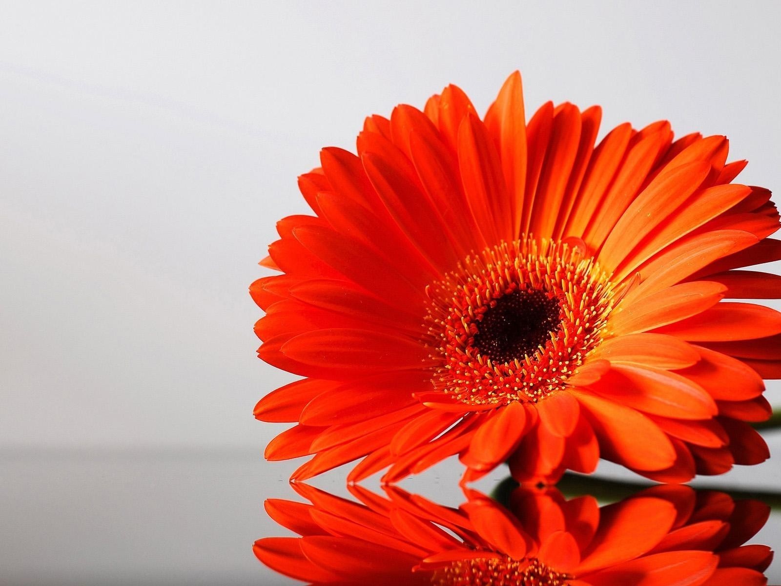 Oranžna gerbera velika