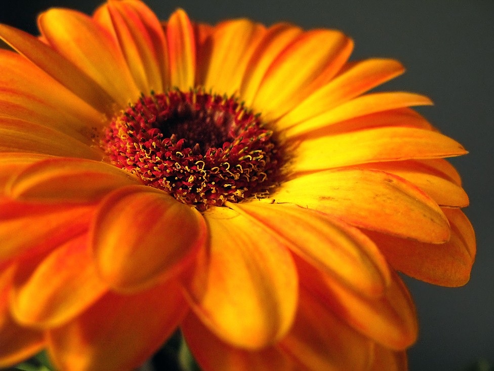 Turuncu merkezi ile sarı gerbera