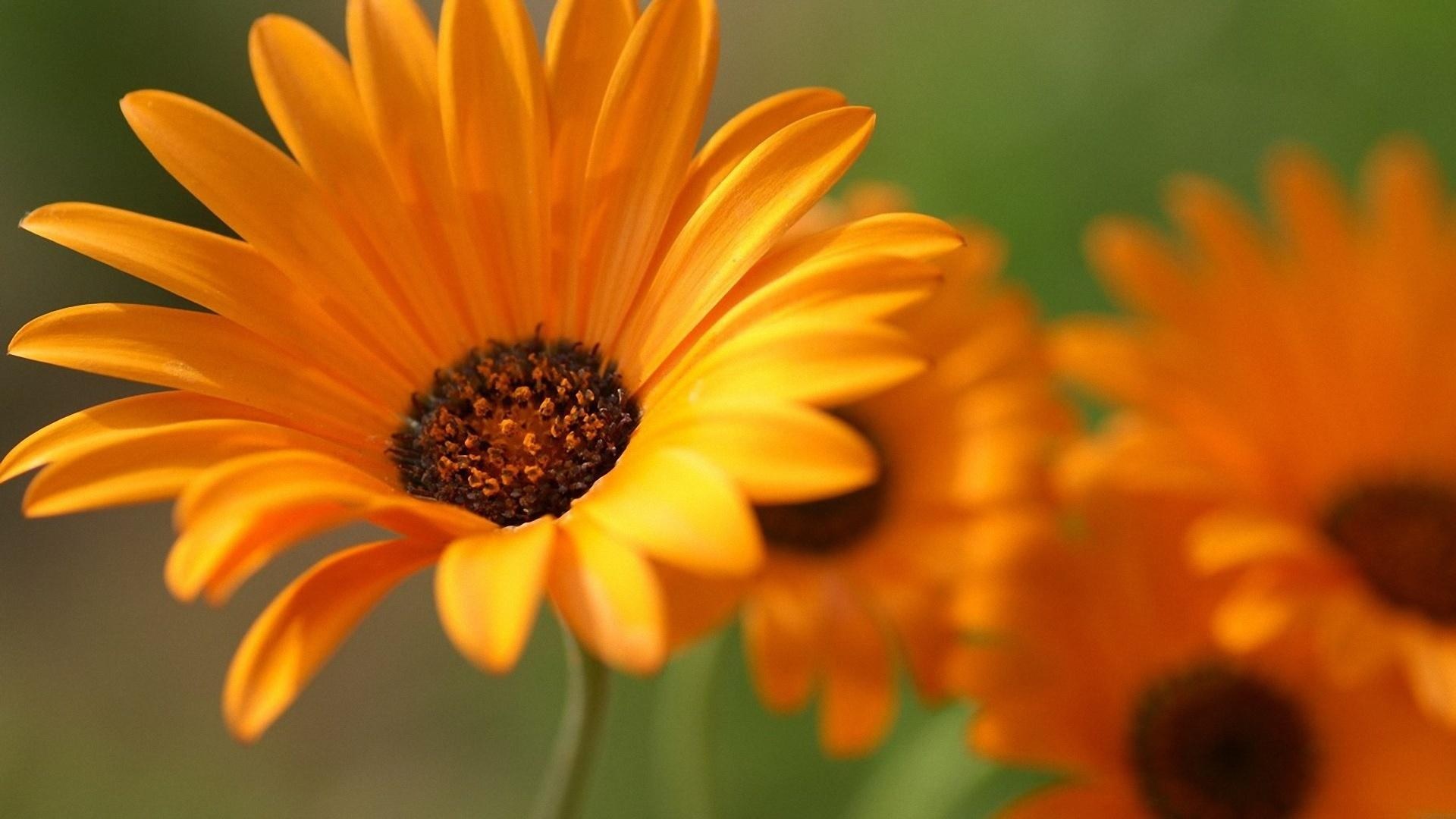 Flores pequenas de gérbera