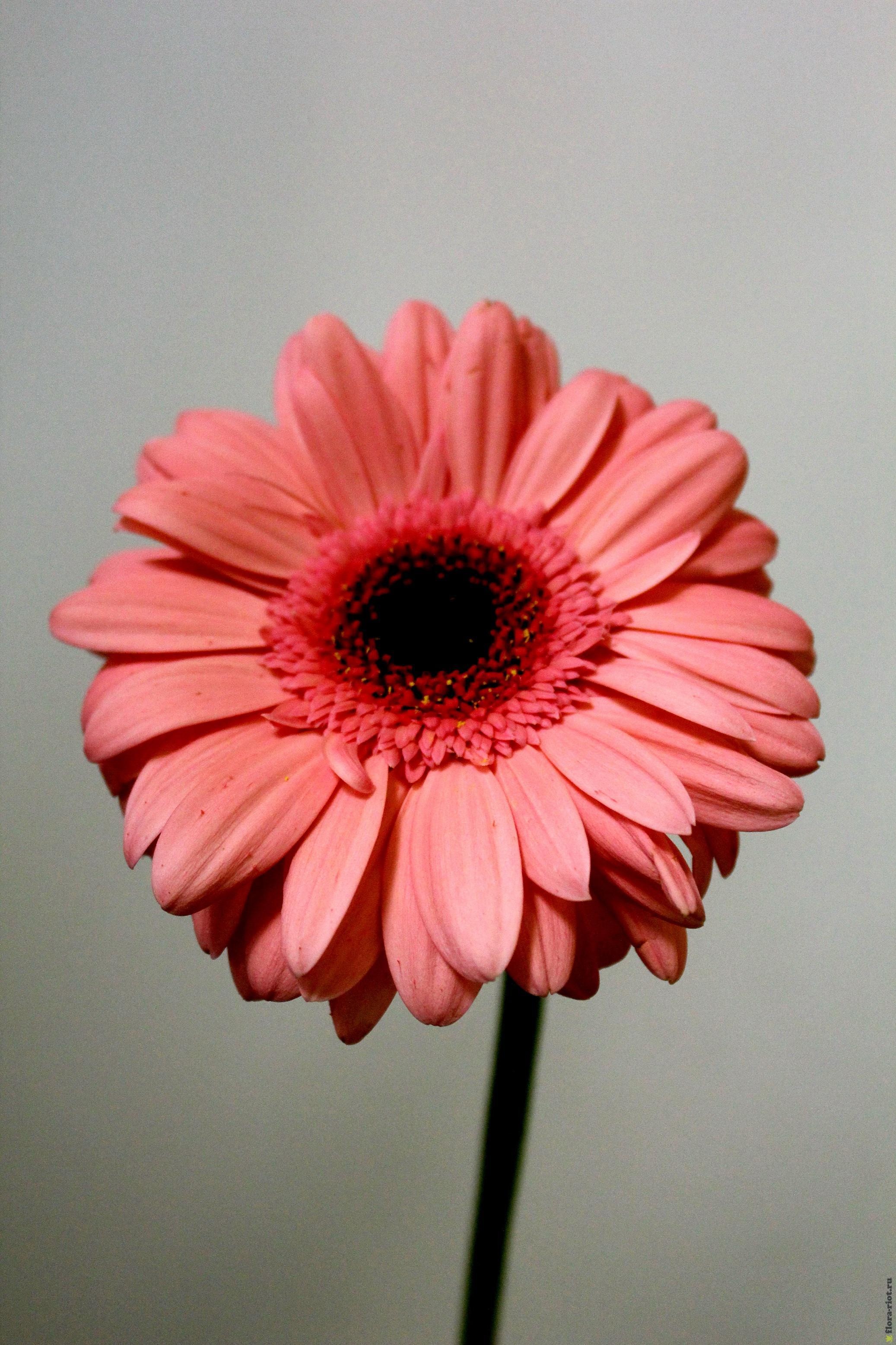 Gerbera üzerinde pembenin birkaç tonu