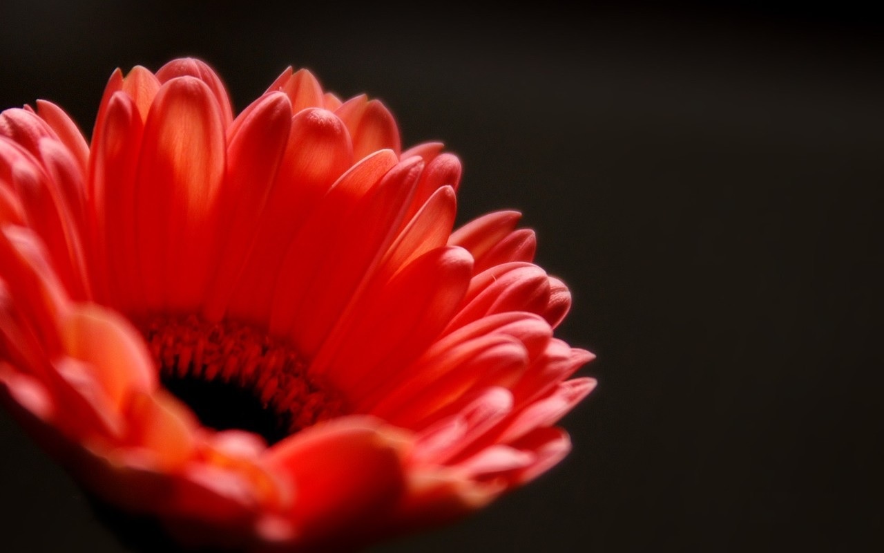 Flor gérbera grande