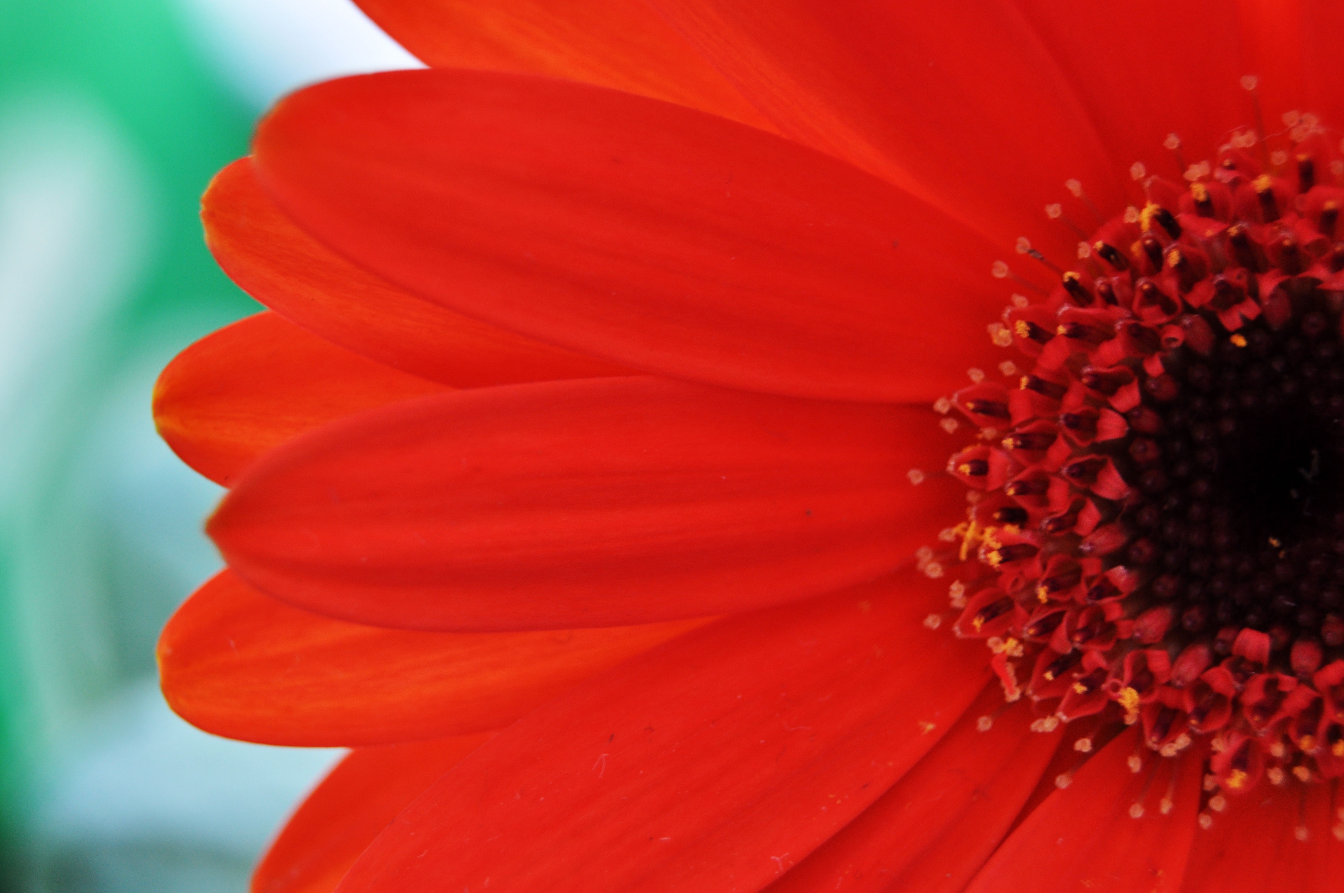 Pétalas brilhantes de gerbera