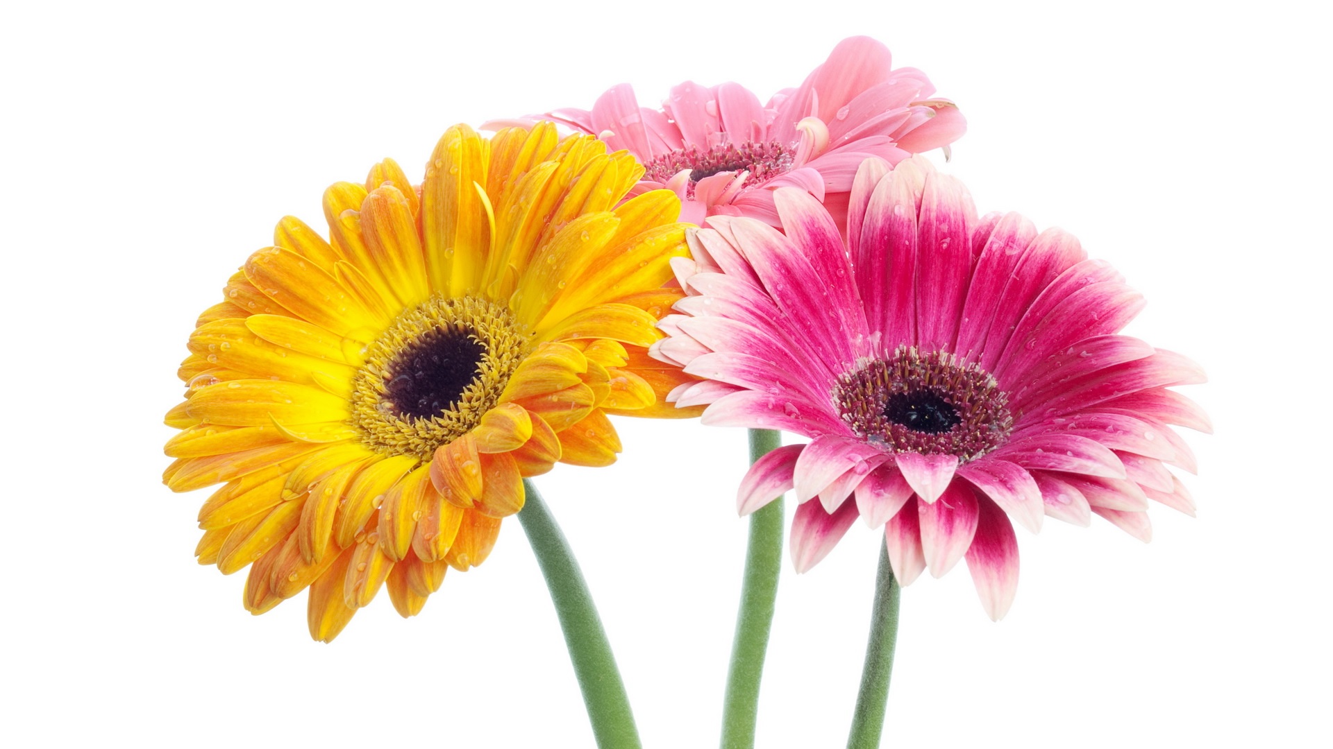 Gerberas multicoloridas