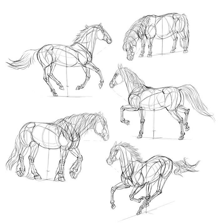 korak za korakom, kako narisati konja, stvari za sledenje, vadnica sam, črno -bela skica