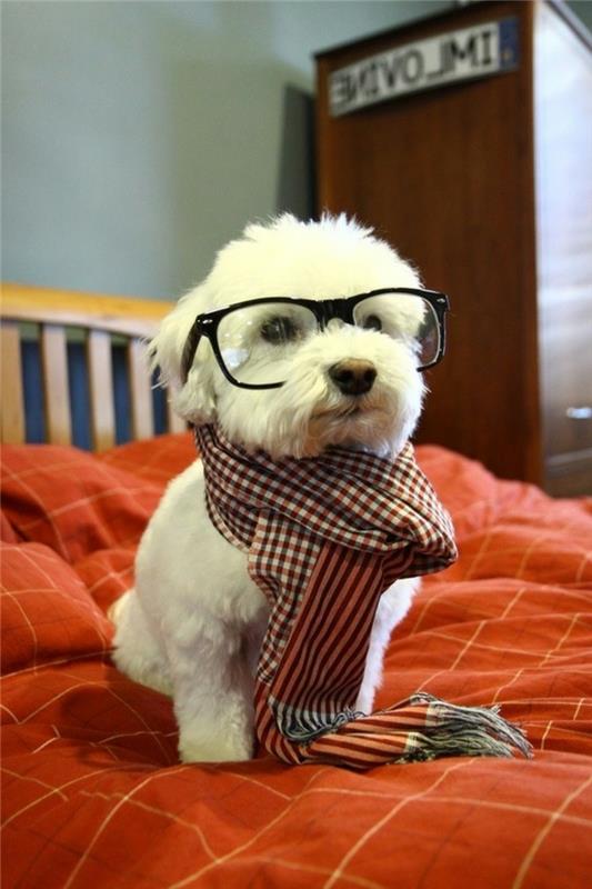 hipster-style-for-hipsters-ideas-preppy-dog-outfit