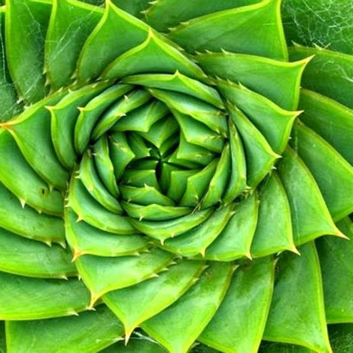 alijošiaus-žalios spalvos dydžio fibonačio komplektas