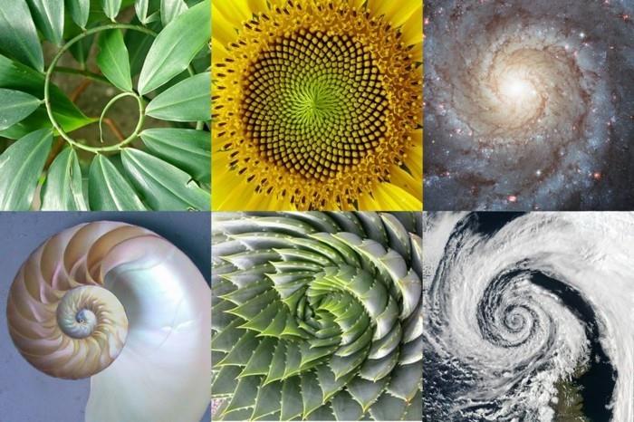 Fibonačio sekos-įvairių variantų gamtoje dydis pakeistas