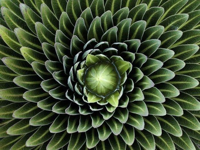 Fibonačio sekos-artichoc dydžio lapai