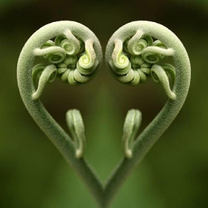 gamta yra stebuklingai pakeista fibonacci seka