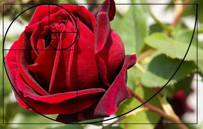 Fibonačio seka-raudona-rožė pakeitė dydį