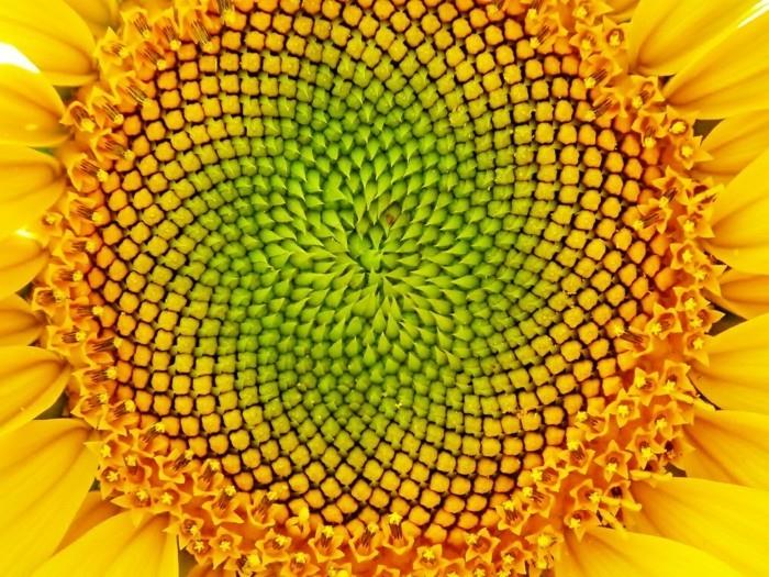 Fibonačio sekos-aukso-skaičiaus prigimtis pakeitė dydį