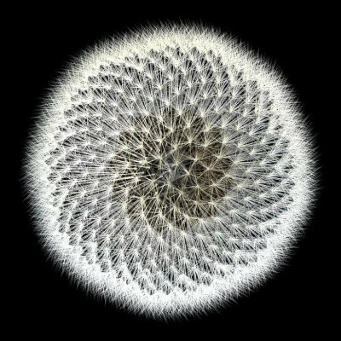 Fibonačio seka-idealiai pakeistų frakcijų matematika ir grožis