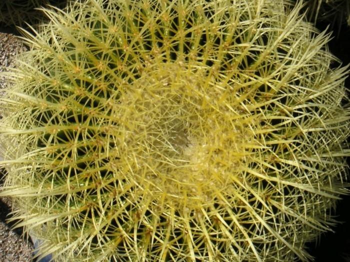 auksinio skaičiaus-kaktuso-geltonos spalvos dydžio fibonačio seka