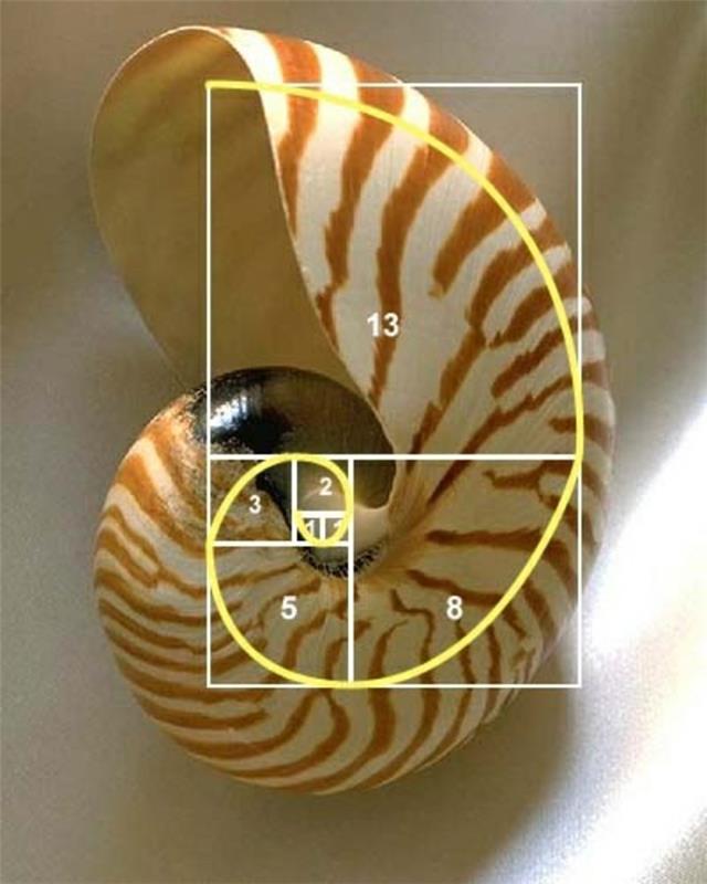 aukso skaičių sekos dydžio keitimo Fibonačio seka