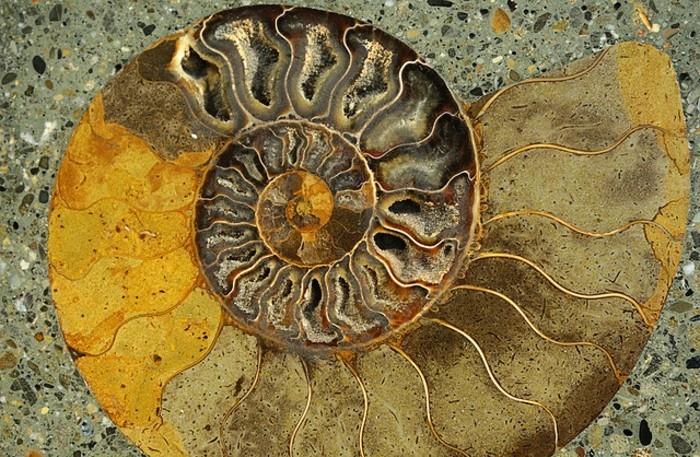 geltonos ir smėlio spalvos spiralės-fibonačio seka
