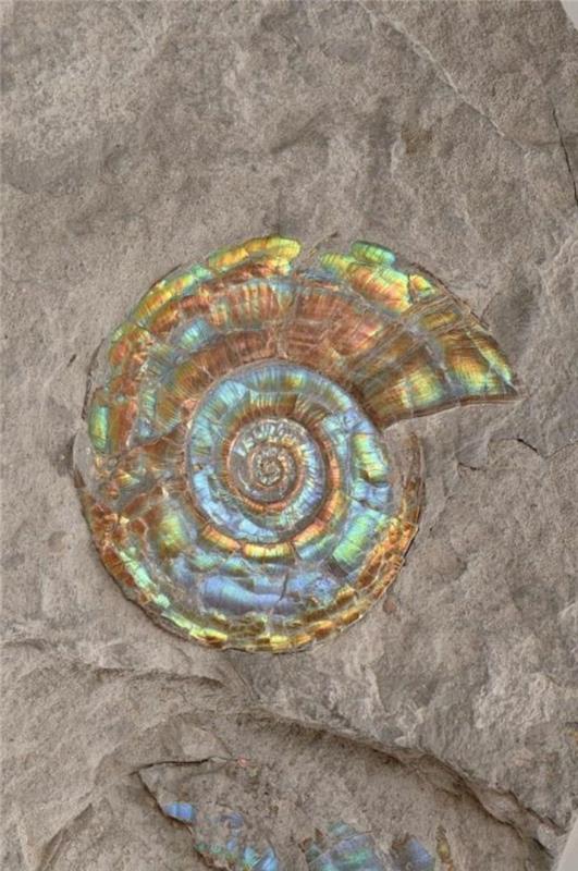 Fibonačio-spiralės-perlo dydžio sekos