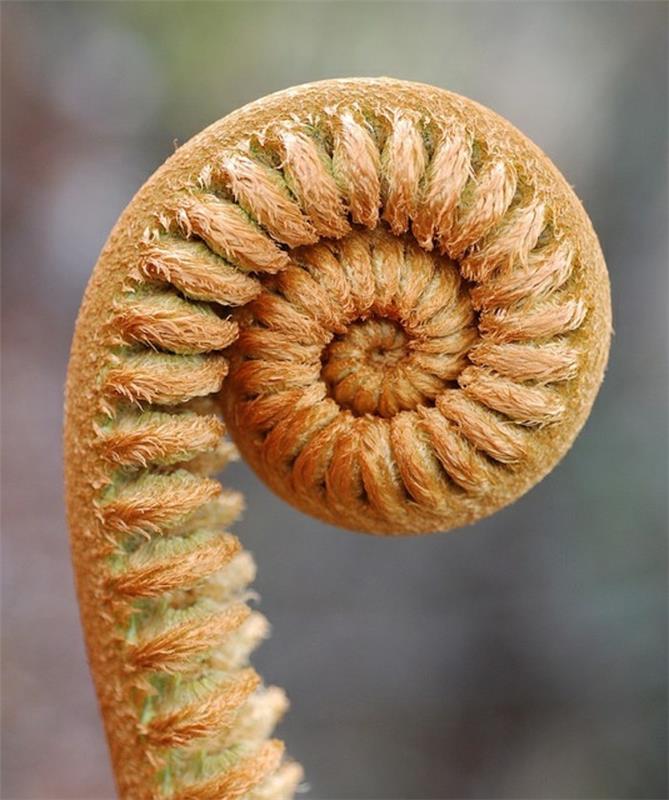 augalų dydžio keitimo spiralės-fibonačio seka