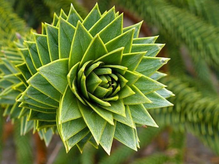 žalios spiralės-kaktuso dydžio fibonačio seka