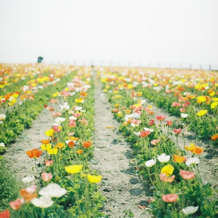 vrhunske fotografije-narava-slike-pokrajine-lepe-pokrajine-tulipani