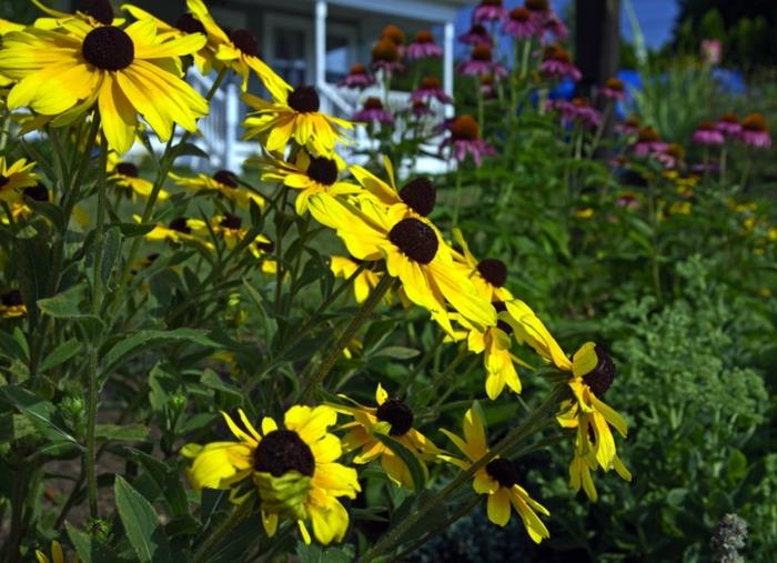 yeşil bir bahçede açan sarı çiçekler, evin önünde çiçeklik