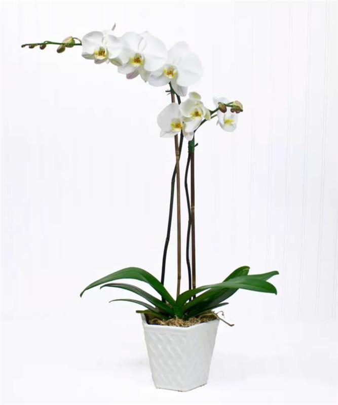 orhideja velikosti orhideja, ki ima dve stebli