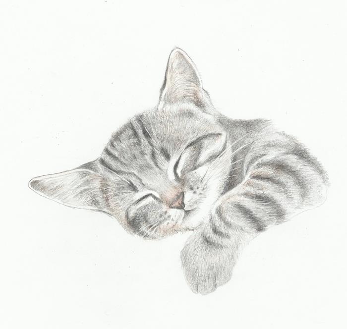 mielas katės galvos piešimo šablonas, miegančios katės naminių gyvūnų modelio pieštuko piešimo pavyzdys