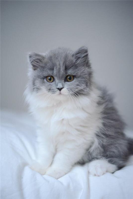 vaizdas mielas kačiukas su dideliais plaukais; Straipsnis, kaip paspartinti plaukų augimą