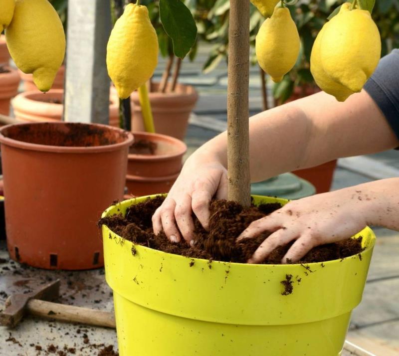 lončnica za limono otrok, ki v lonec posadi limonino drevo