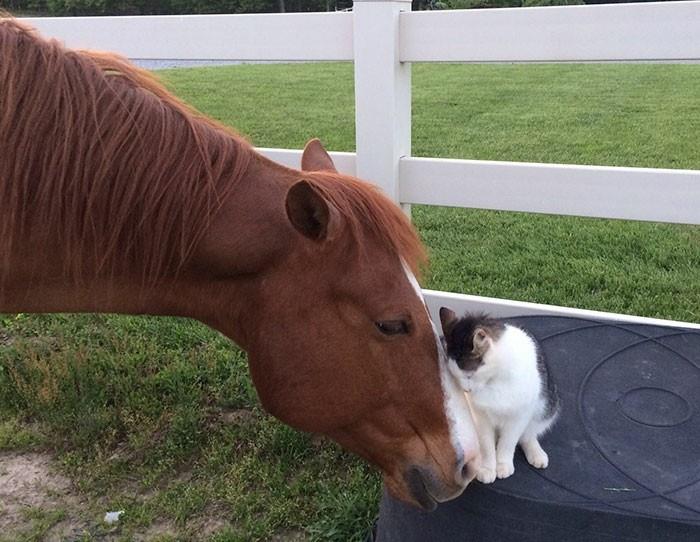 tekstas mano geriausiam draugui-katei ir arkliui