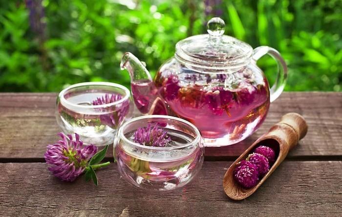 raudonųjų dobilų arbata-gydomajam-vaistiniam augalui-menozei
