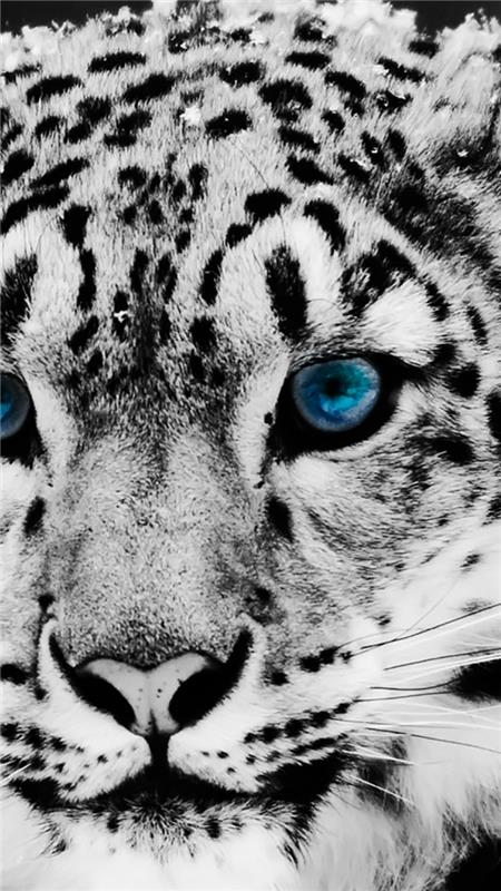 Tigre di colore bianco, la facia di un hayvan, hücre başına foto
