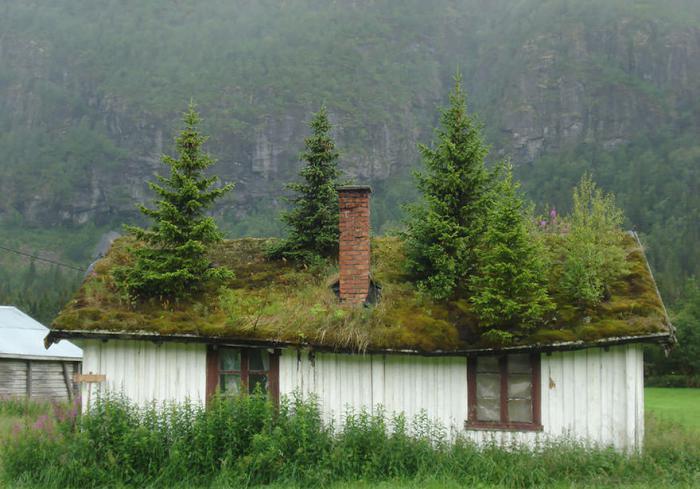žalias stogas-senas namas-su pušimis-ant jo stogo