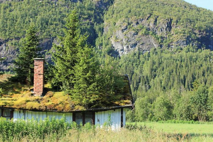 žalias stogas-medžiai-ant namo stogo-Norvegija