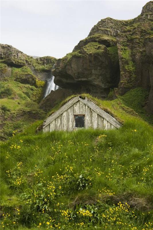 žalias stogas-mažas namas-žalumos viduje