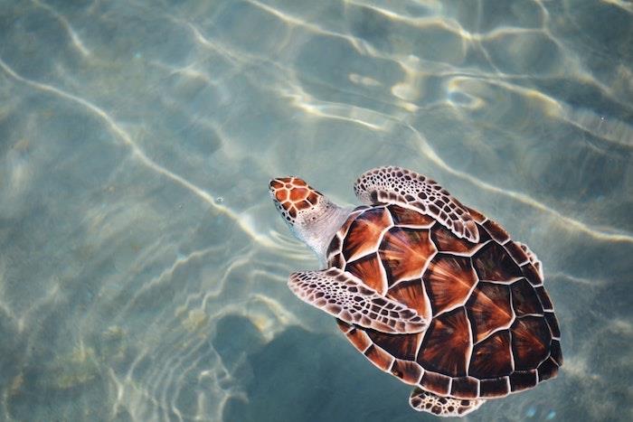 Kaplumbağa su doğa resmi, tumblr duvar kağıdı resmi indir