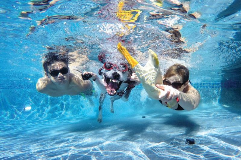 družinska vožnja v bazenu in njihov pes, ki se potaplja v bazen