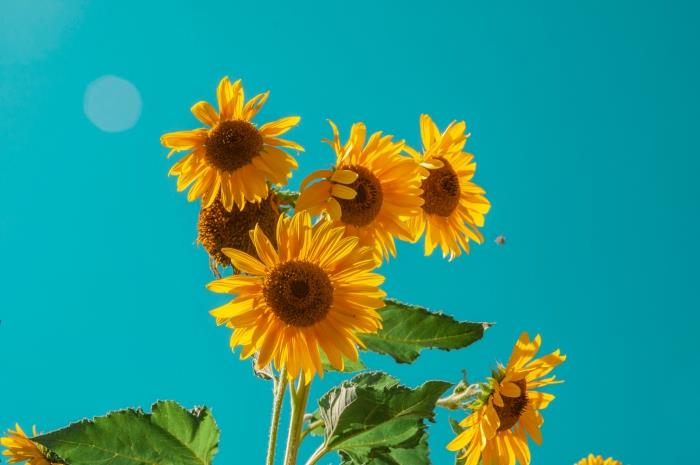 ayçiçeği güneş yaz makyaj nasıl yapılır doğal güzellik güneşten korunma
