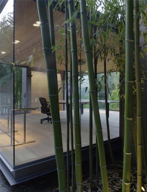 rastlin-bambus-blizu-vrt-lopa