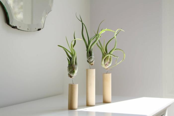 drėgmę sugeriantis augalas, trys medžių kamienai su trimis žaliais augalais, berėmis barokinis veidrodis su rūdžių dėmėmis kraštuose