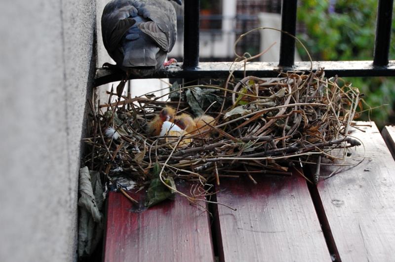 nasveti, kako ptice držati stran od golobjega gnezda na balkonu